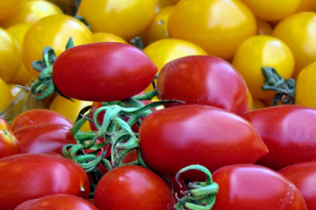 Tomatoes